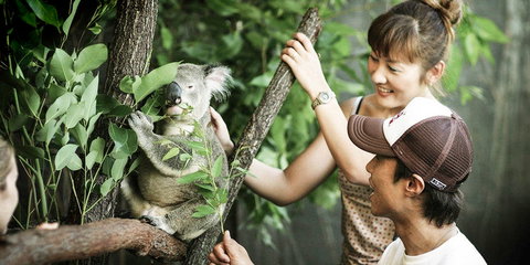 Pullman Reef Hotel Casino - Travel Agents 14