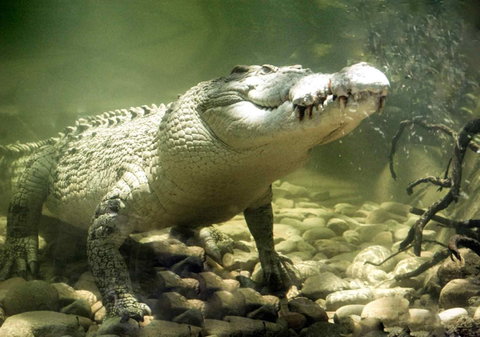 Pullman Reef Hotel Casino - Travel Agents 17