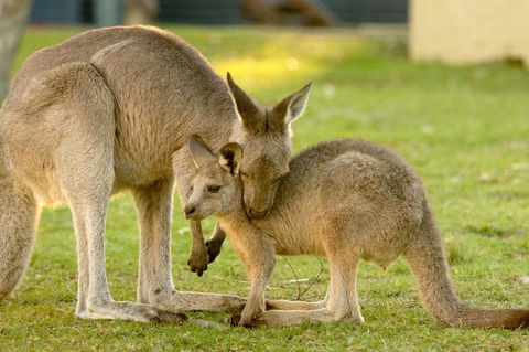 BIG4 Tasman Holiday Parks - Racecourse Beach - Travel Search 39