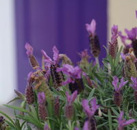 The Purple Door on Seaview - Travel Search