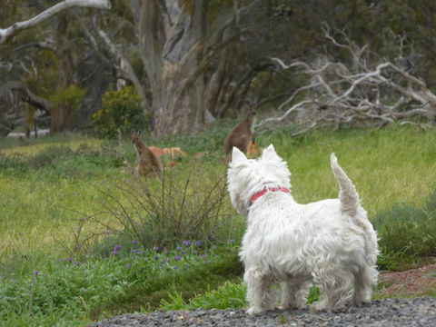 Molly's Chase - Travel Search 27