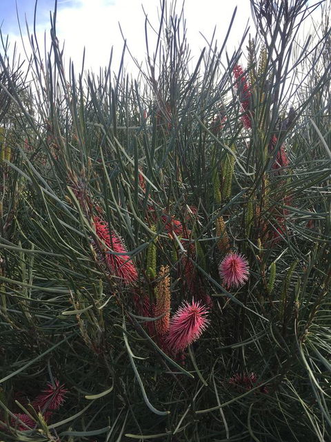 Adelaide Style Accommodation-Close To City-North Adelaide-3 Bdrm- FREE Parking - Tourism Guide 42