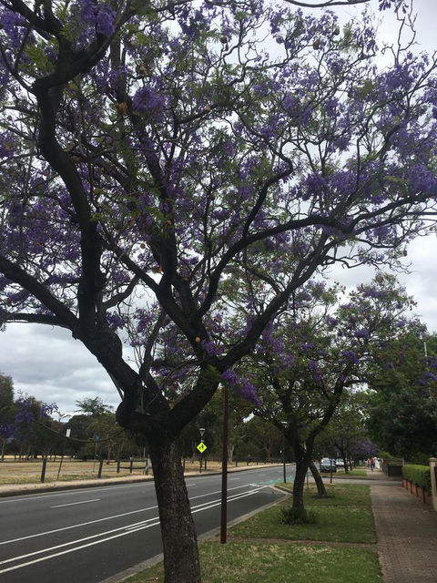 Adelaide Style Accommodation-Close To City-North Adelaide-3 Bdrm- FREE Parking - Tourism Guide 34