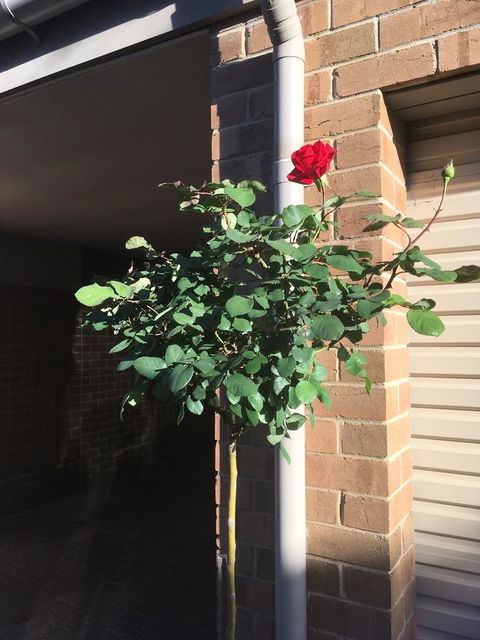 Adelaide Style Accommodation-Close To City-North Adelaide-3 Bdrm- FREE Parking - Tourism Guide 21