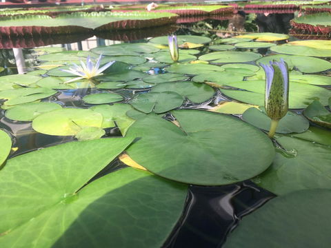 Adelaide Style Accommodation-Close To City-North Adelaide-3 Bdrm- FREE Parking - Tourism Guide 41