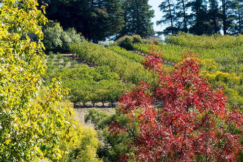 The Manor Basket Range - Tourism Guide 16