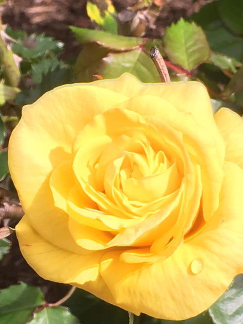 Wine And Roses Bed And Breakfast - Travel Search 41
