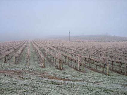 Vineyard Cottage BnB - Travel Search 12