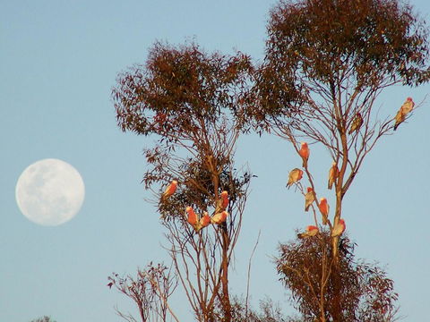 Burra Motor Inn - Travel Search 28