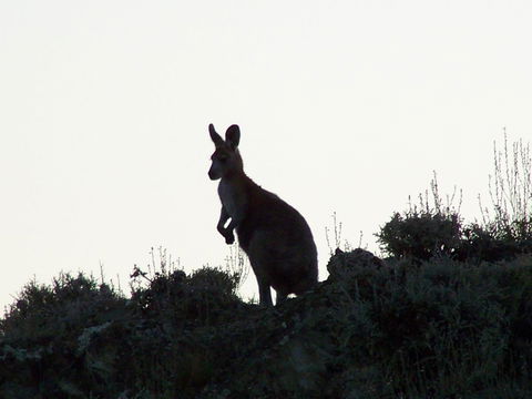 Burra Motor Inn - Travel Search 37