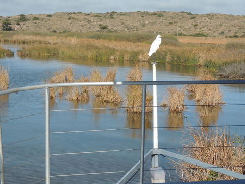 PS Federal Retreat Paddle Steamer Goolwa - Travel Search 11