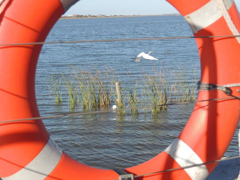 PS Federal Retreat Paddle Steamer Goolwa - Travel Search 18