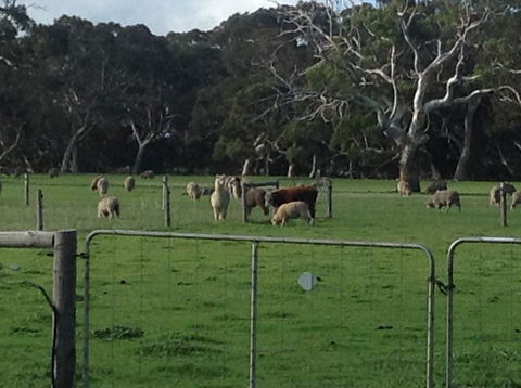 Breakaway Farmstay - Travel Search 6