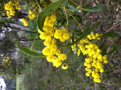 Clare Valley Cabins - Travel Search 31