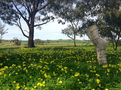 Clare Valley Cabins - Travel Search 14