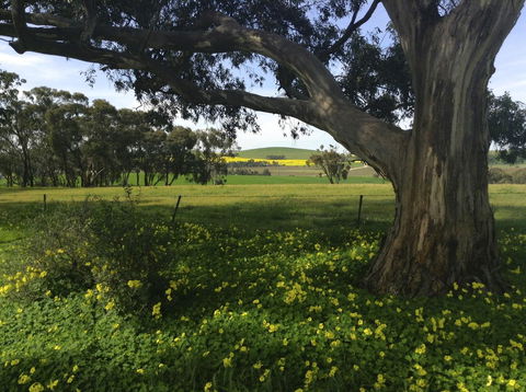 Clare Valley Cabins - Travel Search 1