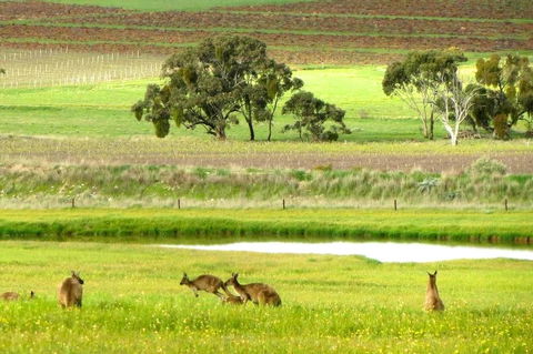 Clare Valley Cabins - Travel Search 35