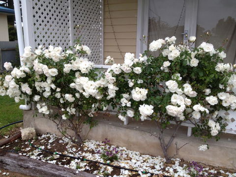 Railway Cottage In Beachport - Cruises Travel 12