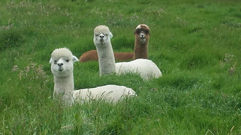 Glenelg On King Bed & Breakfast - Travel Agents 5