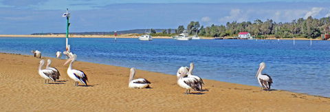 Pelican Motor Inn - Tourism Guide 29