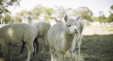 The Woods Farm Jervis Bay - Travel Search 12