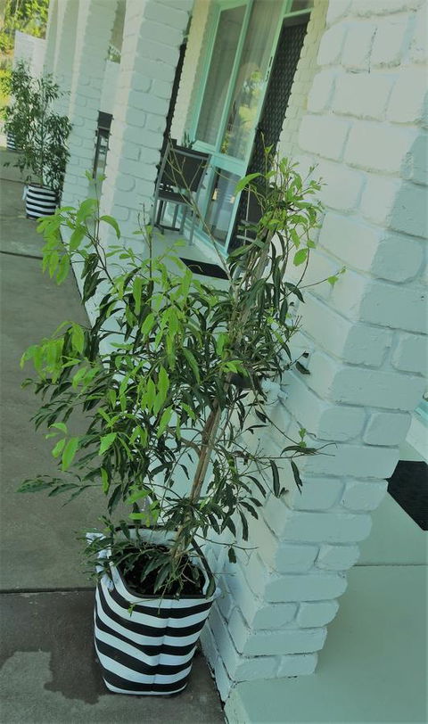 Mulwala Resort - Tourism Guide 16