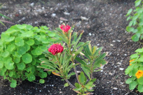 Red Waratah - Tourism Guide 12