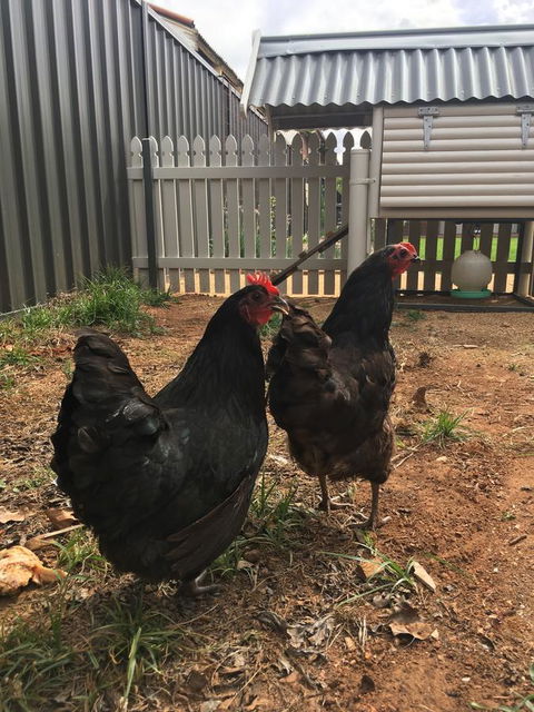 Thelma's Temora - Tourism Guide 13