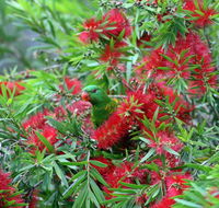 Bottlebrush B  B - Travel Search