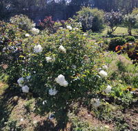 Carisbrook Country Retreat Motel - Cruises Travel