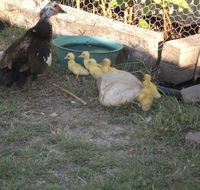 Corella Creek Country Farm Stay - Cruises Travel