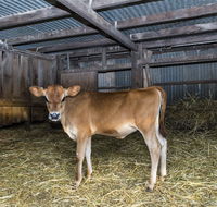 Dairyman's Cottage - Tourism Guide