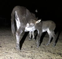 Donkey Tales Farm Cottages - Cruises Travel