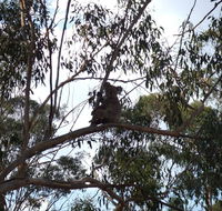 Escape to the Country - Enjoy the firepit or explore magical Bunya Mountains - Cruises Travel