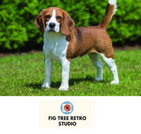 Fig Tree Retro Studio - Tourism Guide