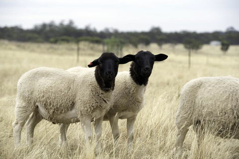 Gilgraves Vineyard Farmstay - Travel Search 3