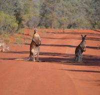 Gundabooka National Park Cottages - Cruises Travel