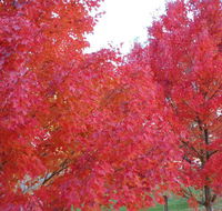 HEALESVILLE GETAWAY - Tourism Guide