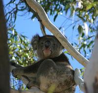 Levi Park Caravan Park - Travel Agents