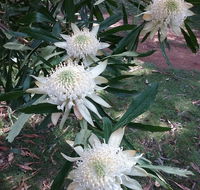 Lyrebird Gully Retreat - Tourism Guide