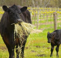 Naimanya Cottage - Tourism Guide