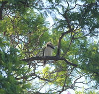 Jacaranda Hideaway Bed  Breakfast - Tourism Guide