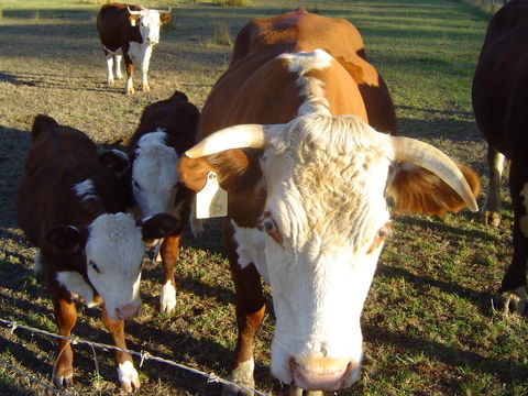 Kangaroo Valley Cottage - Tourism Guide 18