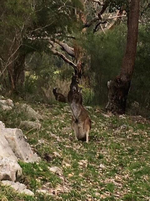 Kangaroo Valley Cottage - Tourism Guide 17