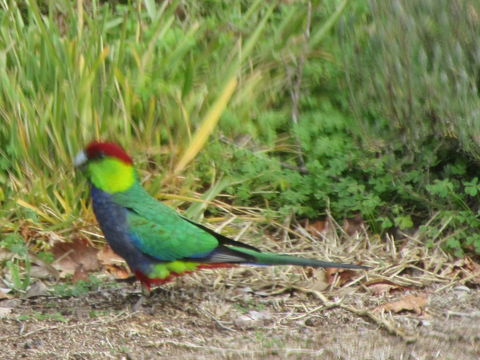 Di's Cabin In Dwellingup - Travel Search 26