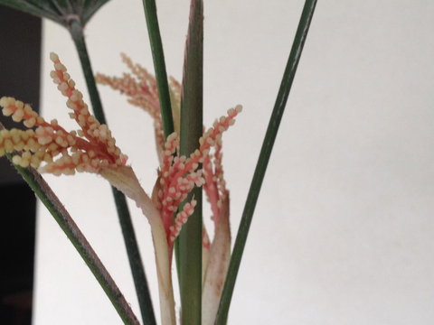 Fremantle Townhouse Unit 4 - Travel Search 16