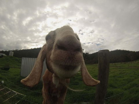 Tanen Farm - Travel Agents 7
