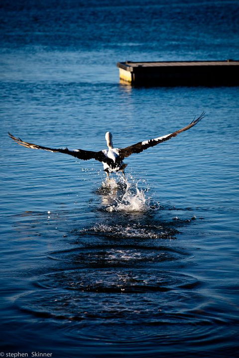 The Waterfront Wynyard - Tourism Guide 17