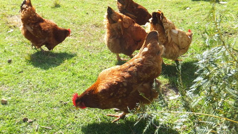 Eureka Farm - Tourism Guide 27