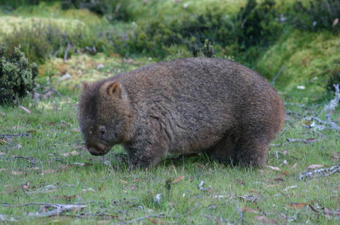 Cradle Mountain Love Shack - Travel Search 27